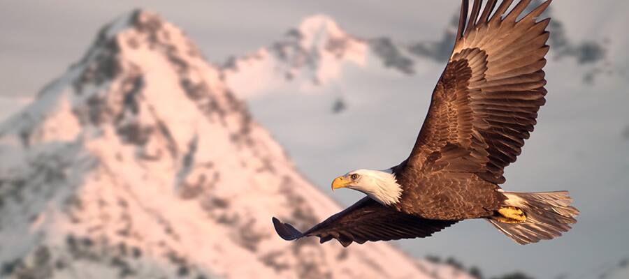 Encounter a wide range of wildlife around Kodiak.